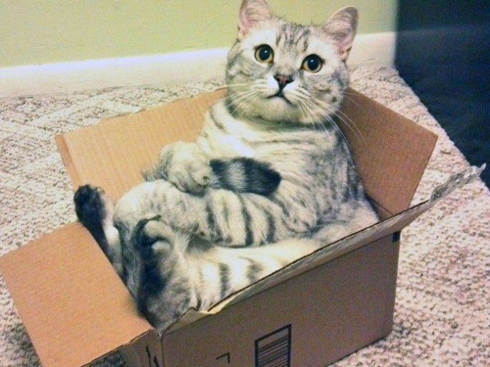 Коты любят коробки, потому что те похожи на капсулы, в которых они были спущены на Землю. Коты любят коробки, потому что те похожи на капсулы, в которых они были спущены на Землю.