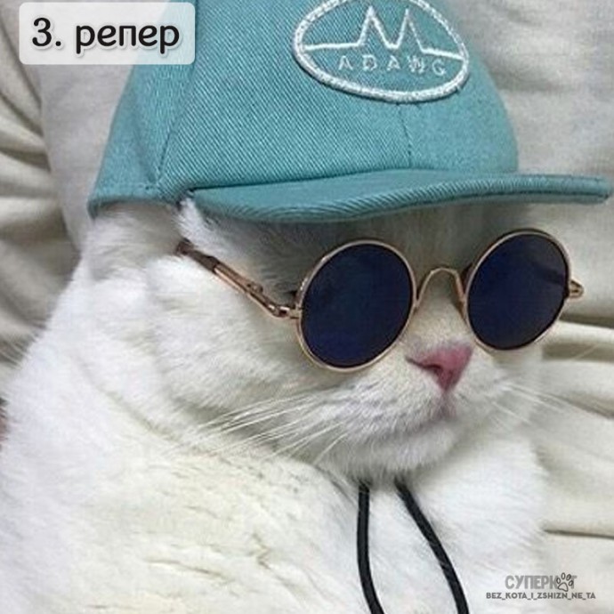 Коты-неформалы