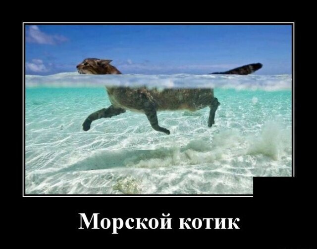 Кошачье-каламбурные демотиваторы