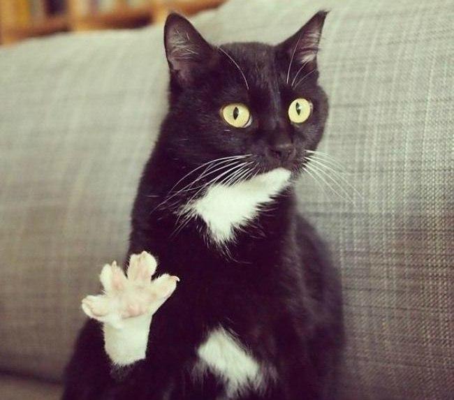 Котаны, у которых есть к вам некоторые вопросы