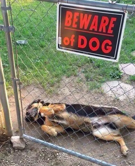 «Осторожно! Злая собака»
