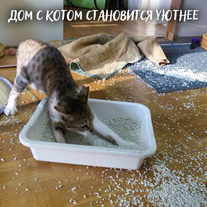 Если вы всё ещё не завели кота