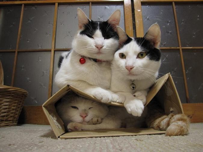 Ура котам, ура коробкам!