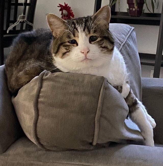Когда не покормил котика