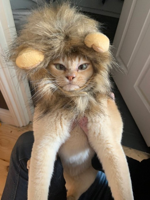 Не все котики мечтают стать львами...
