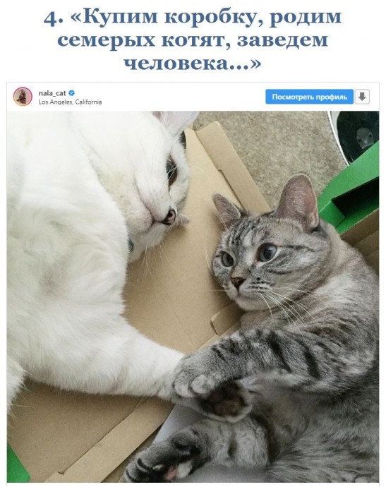 Ох уж эти котейки!