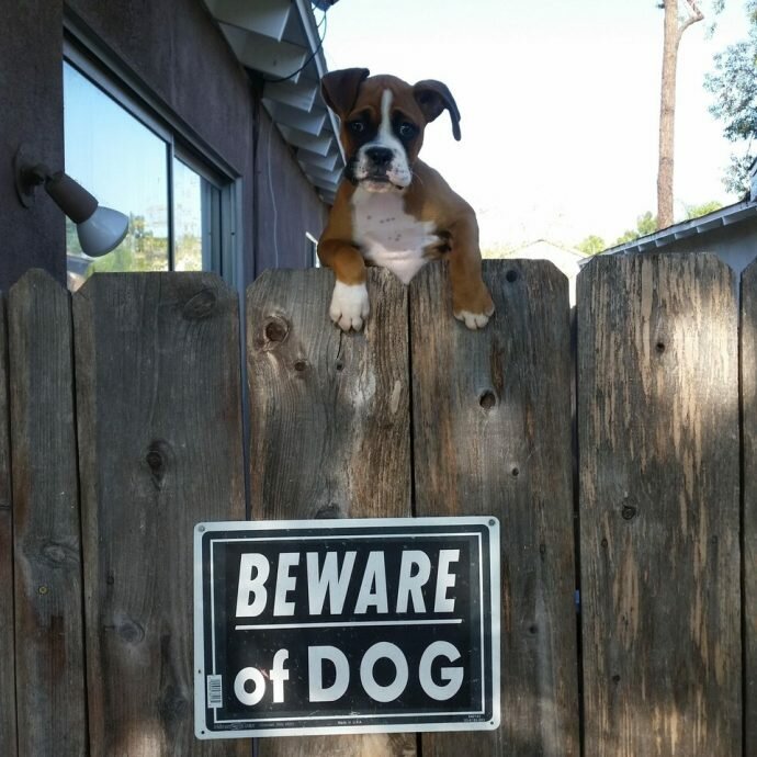 «Осторожно, во дворе злая собака!»