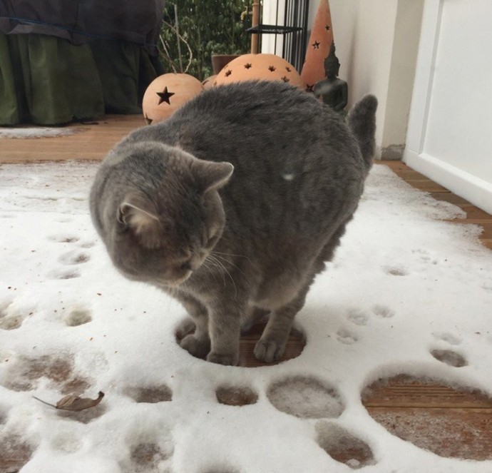 Кошки и снег - это две несовместимости