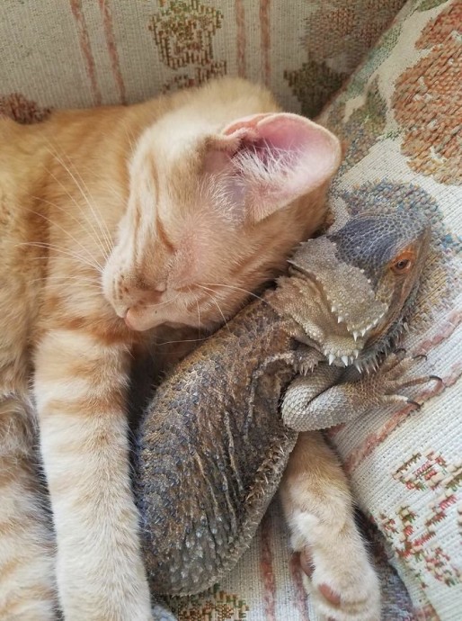 Котейки и ящерицы - это или кусь, или любовь