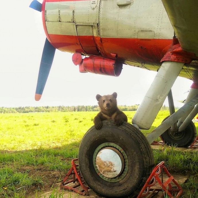 Медвежонок Мансур настоящий смотритель аэродрома