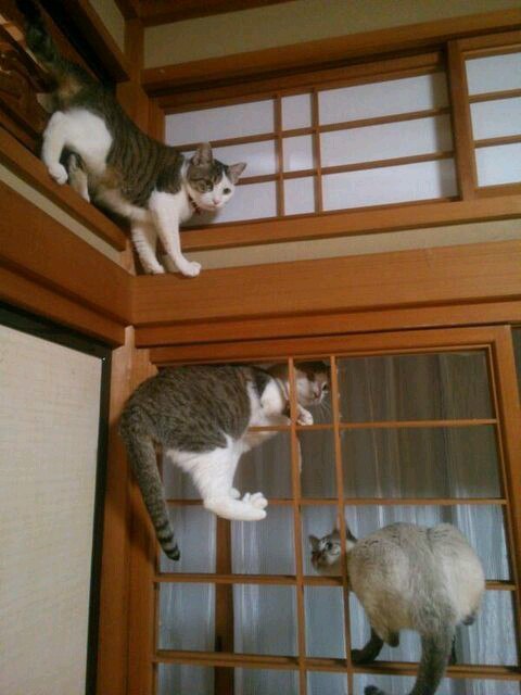 Проблемы хозяев котов в традиционном японском доме