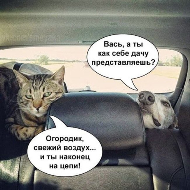 Коты на даче