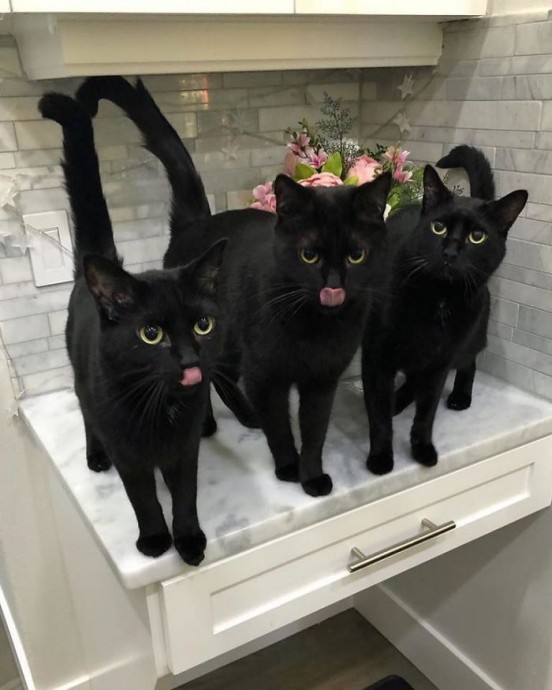 Чёрные котики обладают особым шармом