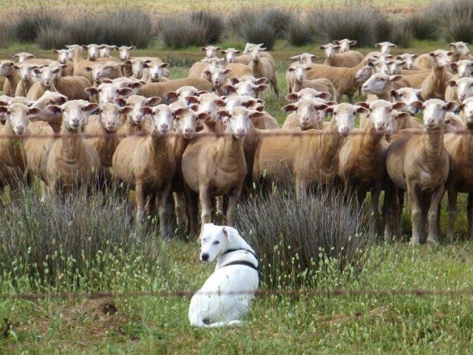 Пастухи