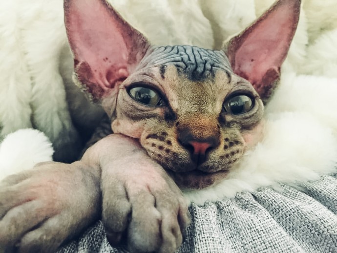 Пока ученые доказывают, что «никакой мимики у кошек нет», котики доказывают, что те не правы Пока ученые доказывают, что «никакой мимики у кошек нет», котики доказывают, что те не правы