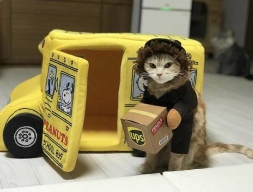 Забавные животные, которые вызовут у вас улыбку