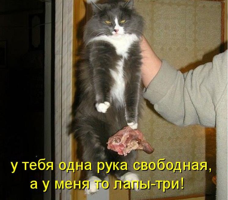 Кота за шкирку рисунок