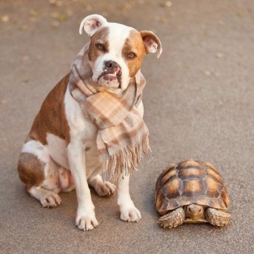 Неожиданная дружба между собакой и черепахой
