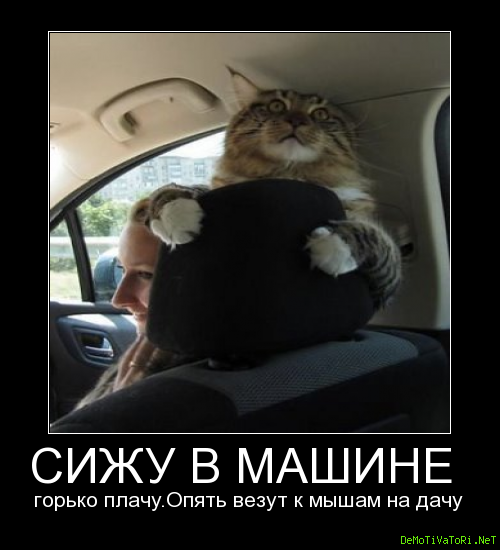 Сижу в машине горько плачу опять везут к мышам на дачу картинка