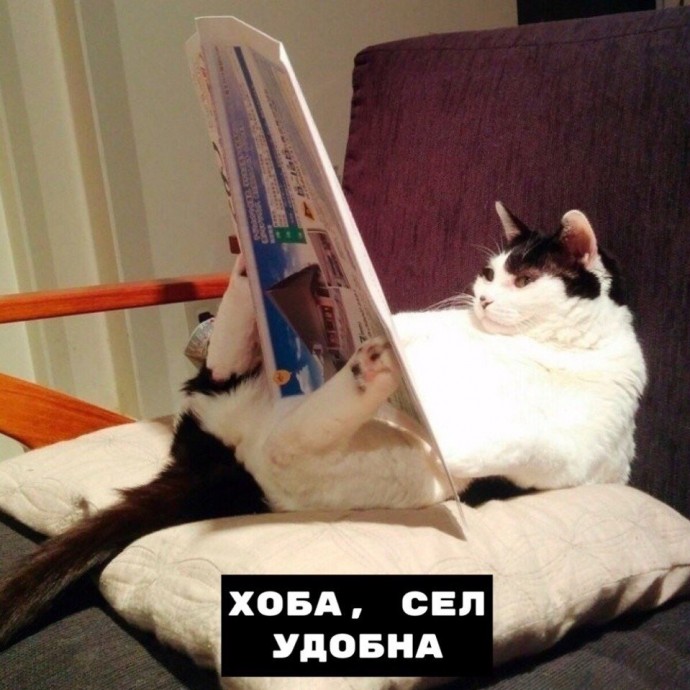 Так могут только коты