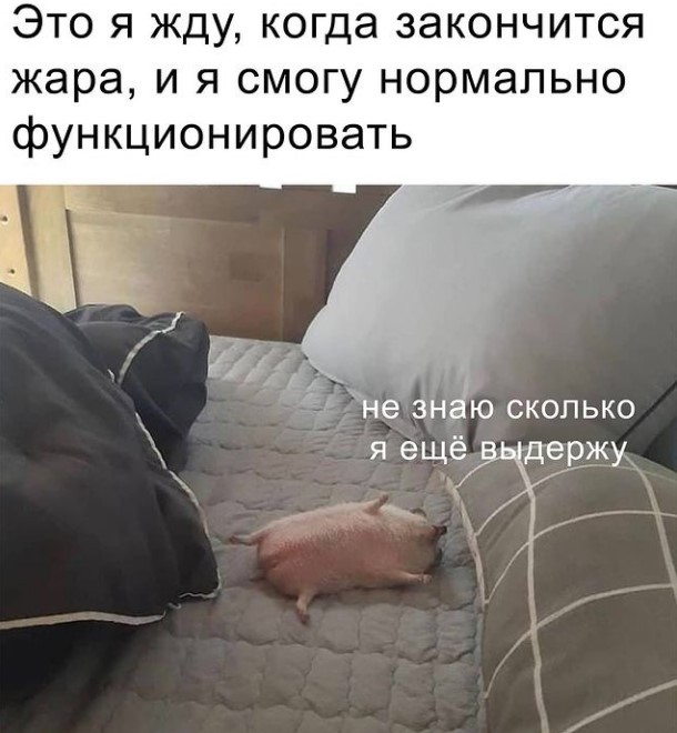 Забавные животные, которые вызовут у вас улыбку