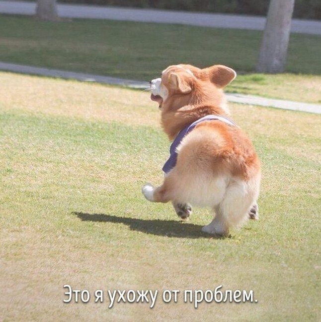 Зоо-версия моей жизни.
