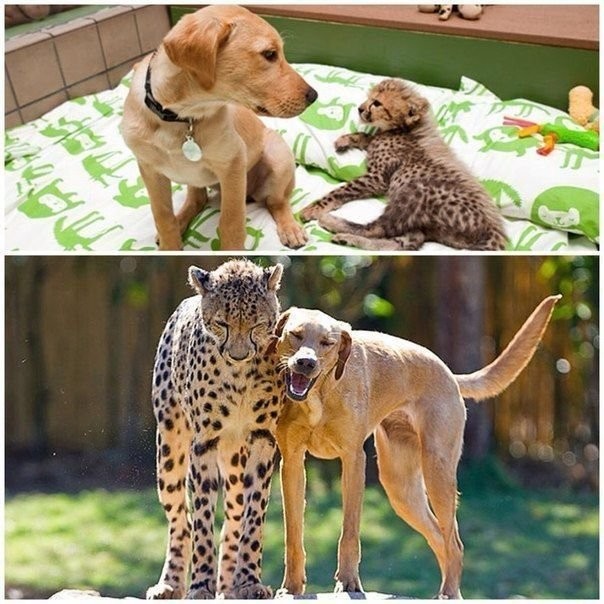 Дружба в мире животных