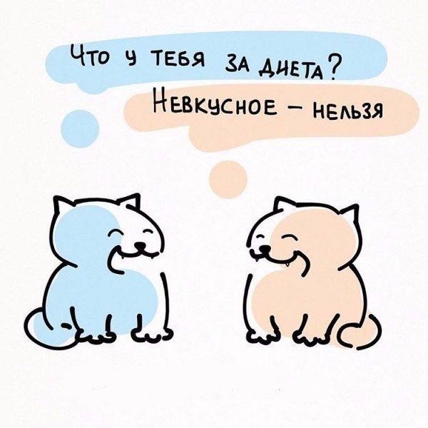 Koшaчья филocoфия в вeceлых иллюcтpaциях