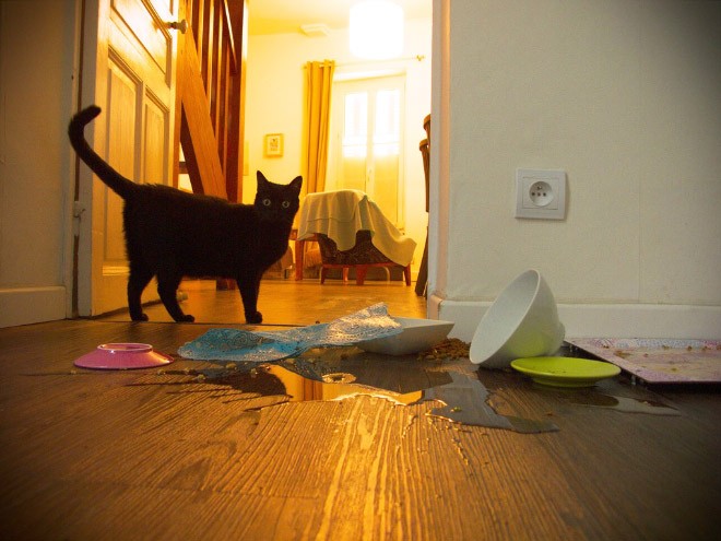 Кошки могут одинаково виртуозно создавать уют и разрушать его.