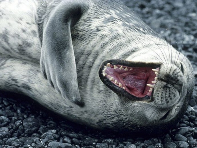 Смешные тюлени