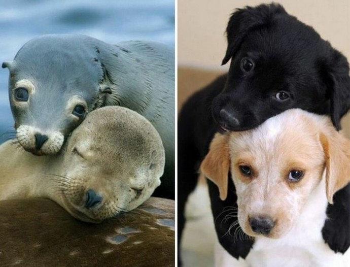 Собаки и тюлени — родственники