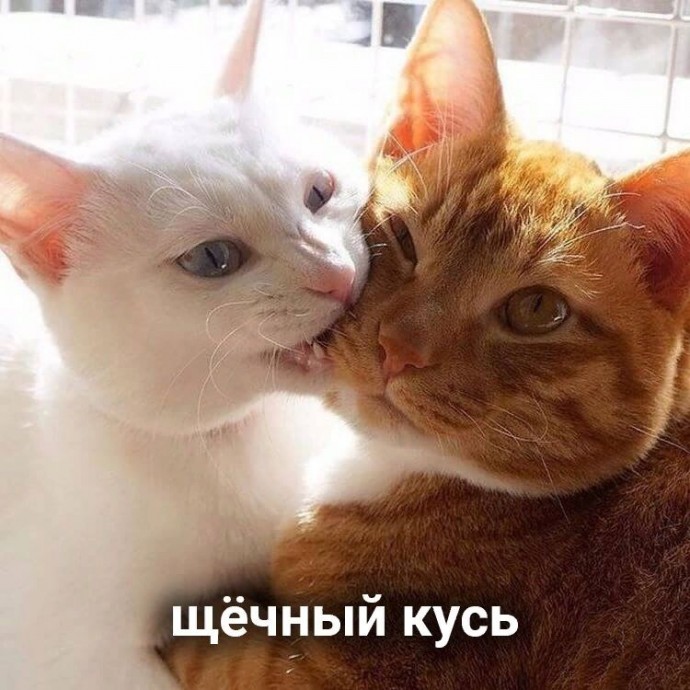 Виды кусей