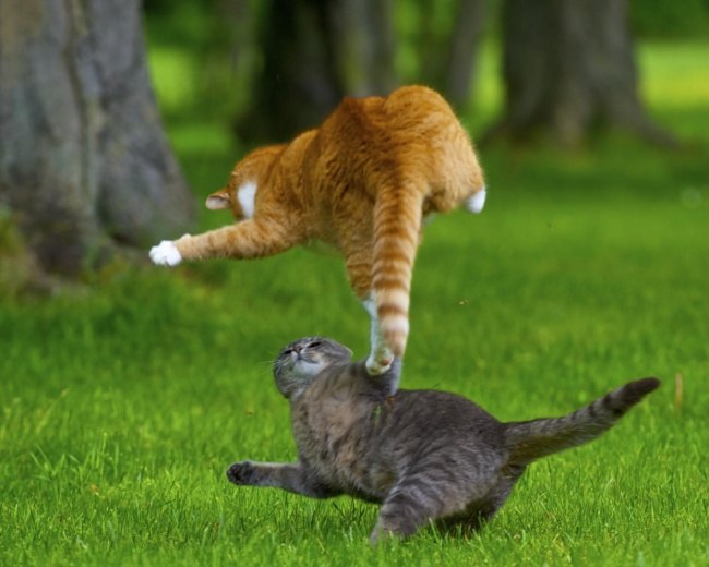 Доказательства того, что коты умеют летать