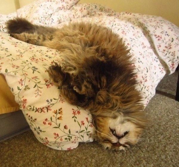Искусство изящного сна, подвластное только котам
