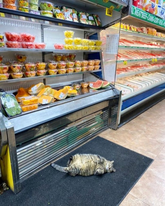Когда котики хозяйничают в магазинах