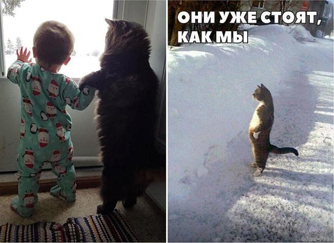 Некоторые доказательства того, что наши коты медленно превращаются в людей) Некоторые доказательства того, что наши коты медленно превращаются в людей)