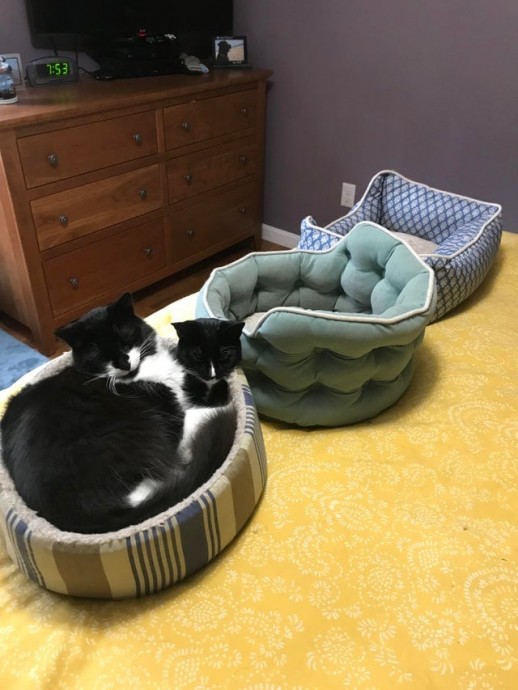 Понять логику кота невозможно