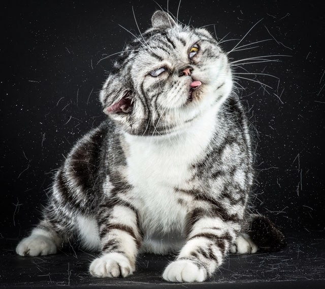 Портреты отряхивающихся кошек