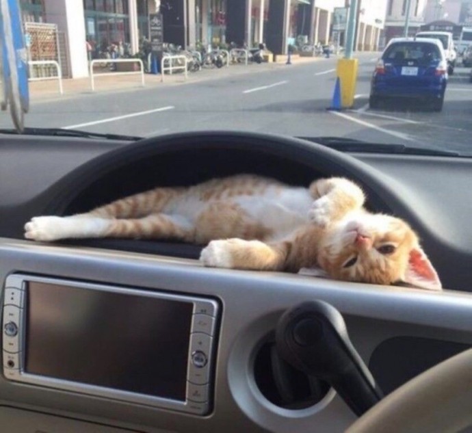 Даже в авто есть специальное местечко для котика