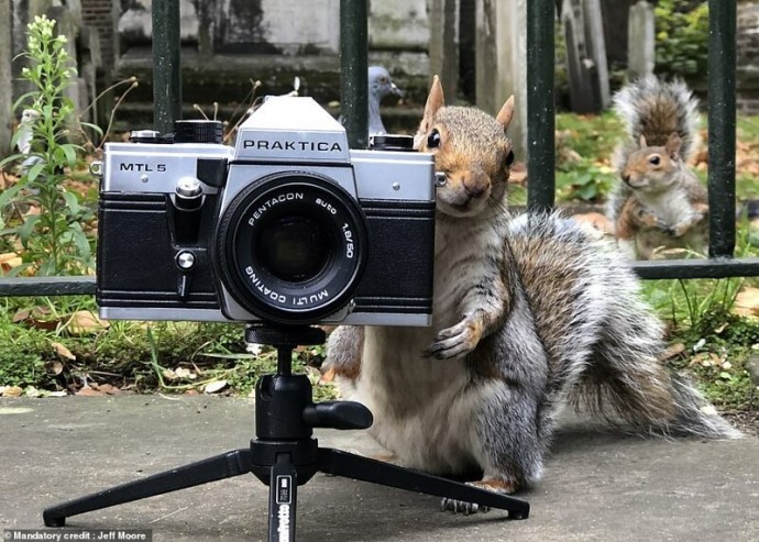 История о том, как белка голубям фотосессию устроила