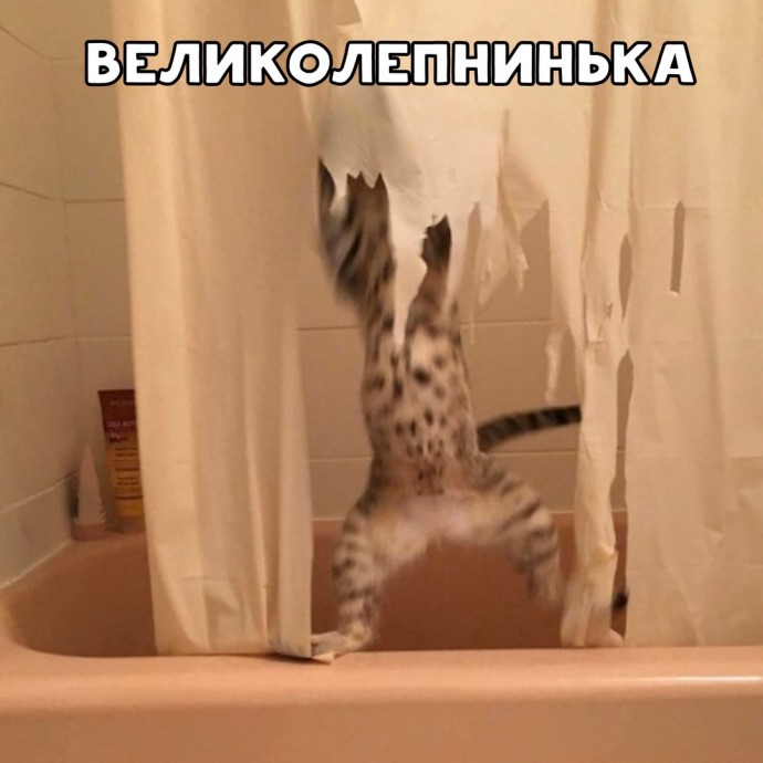 Я кот, я так вижу