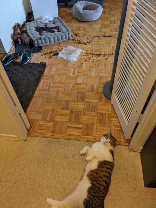 Котики плохиши