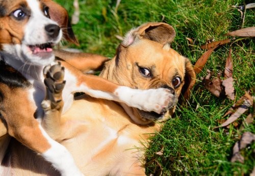 Comedy Pet Photography Awards