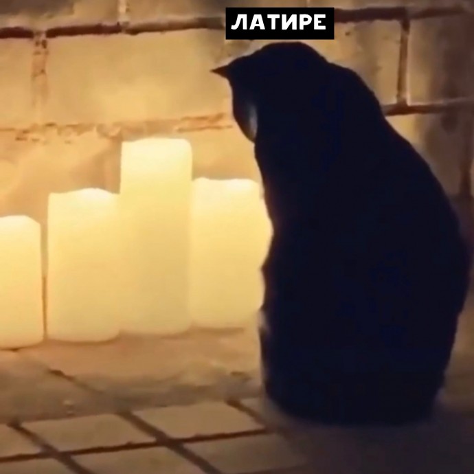 Когда твой кот творит какой-то ритуал