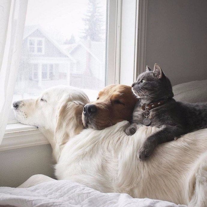 Кто сказал, что дружба между котом и собакой - невозможна?