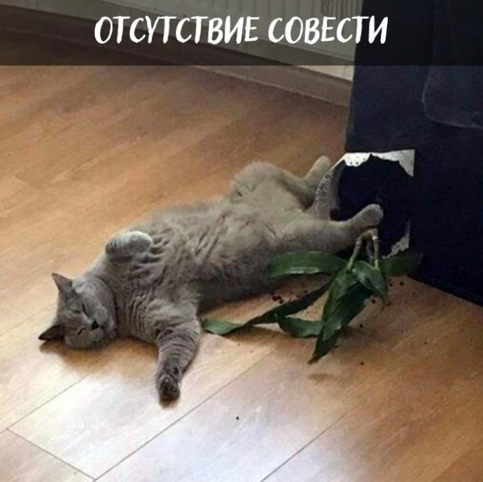 Плюсы быть котом