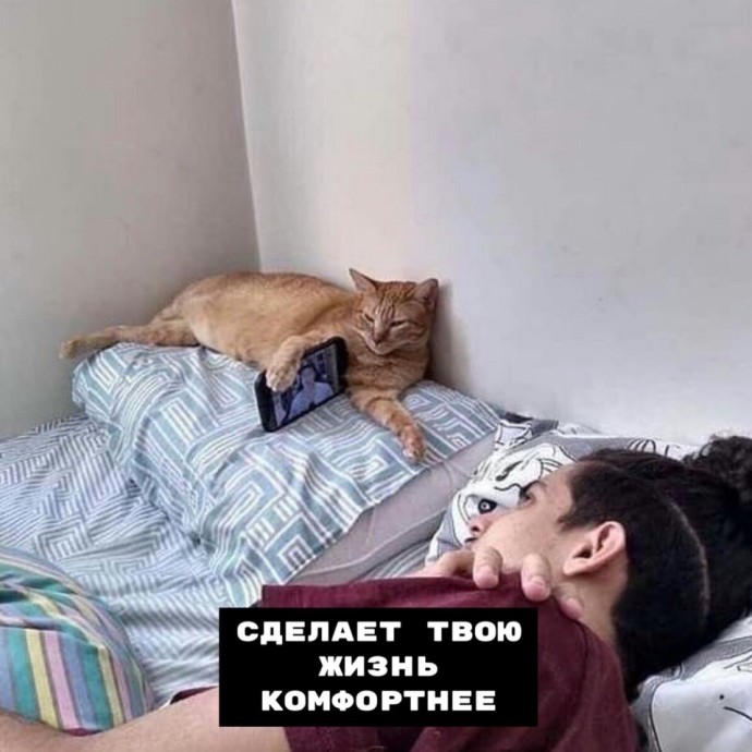 Плюсы кошки в доме