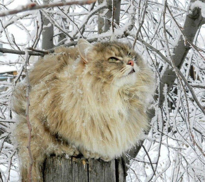 Зимние котики