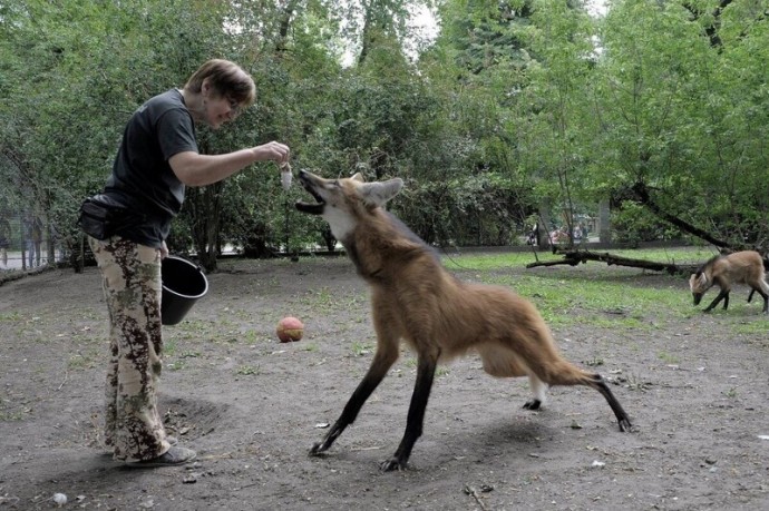 Необычный зверь с ногами супермодели