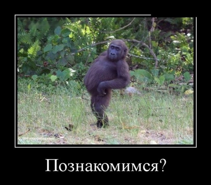 Прикольные и смешные обезьянки